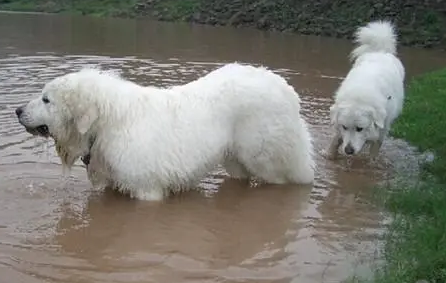 大白熊犬怎么洗澡?来看看吧 大白熊犬怎么洗澡?来看看吧