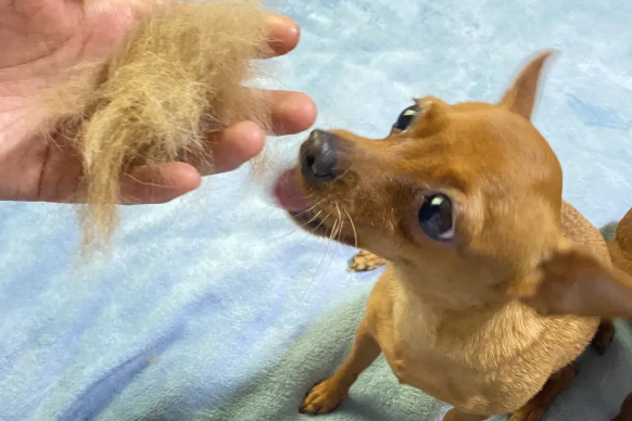 小鹿犬掉毛严重怎么办？可能是皮肤病