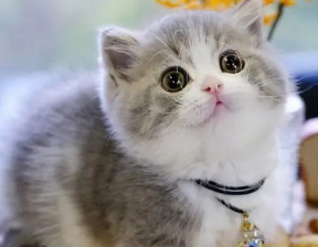 矮脚猫有什么缺陷吗？带你们来瞧瞧！