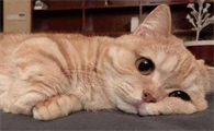 小猫不想要了怎么给它处理掉