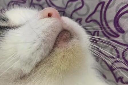 猫咪下巴上的毛变黄了