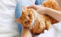 自来熟的猫养得住吗