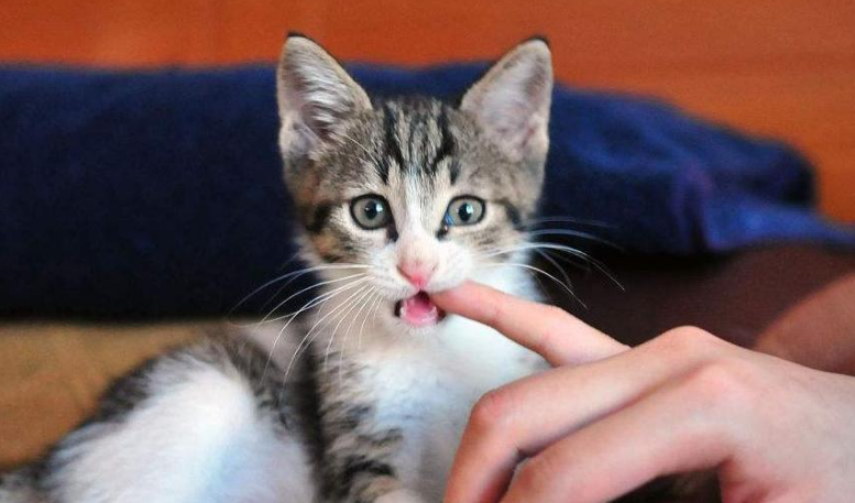 猫咪为什么爱听大人话