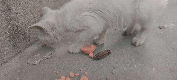 养猫科普:流浪猫吃火腿肠吗? 养猫科普:流浪猫吃火腿肠吗?