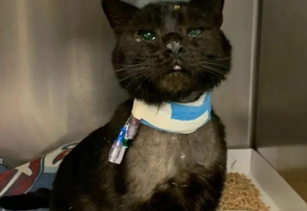 流浪猫被虐濒死，全球爱猫人接力救他命