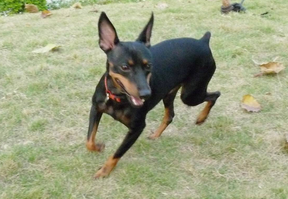 迷你杜宾犬和小鹿犬的区别是什么，你们清楚吗？