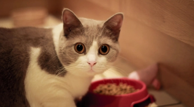 猫咪为什么进厕所拉尿呢