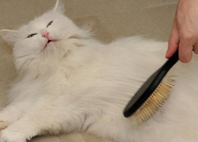 猫大块掉毛是怎么回事 猫大块掉毛是怎么回事