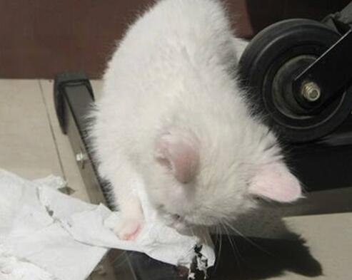 猫咪为什么喜欢鼻涕纸呢 猫咪为什么喜欢鼻涕纸呢