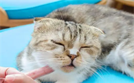 猫咪为什么不容易感冒发烧