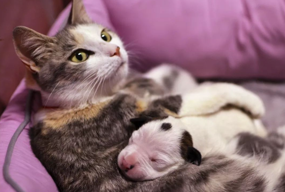 配猫成功之后公猫还会配吗