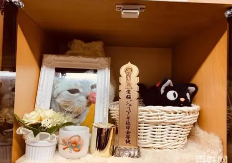 合肥有没有宠物殡葬服务