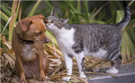 你喜欢猫还是狗表白反套路