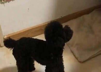 把泰迪交给奶奶照顾，再见时主人不让它进门