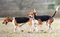 英国猎狐犬驱虫怎么做,你们都清楚吗?