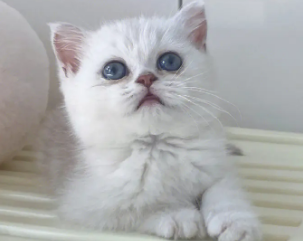 银渐层有泪痕怎么办？猫友可以瞧瞧~