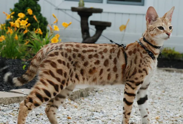 中国十大禁养猫 中国十大禁养猫
