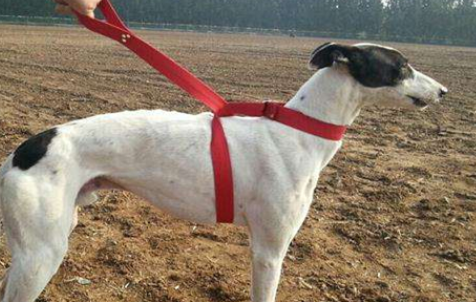 狗狗得了犬瘟怎么办？灵缇犬犬瘟怎么治疗？