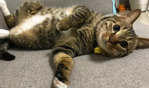 学生党最适合养的猫 学生党最适合养的猫