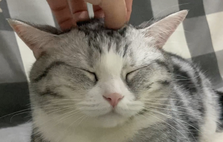 猫一直挠头是什么意思