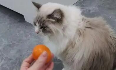 猫咪为什么怕水果味 猫咪为什么怕水果味