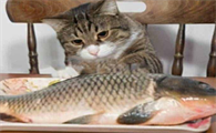 猫咪为什么老吃鱼