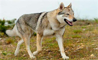 南京禁养捷克狼犬吗?速来了解一下吧