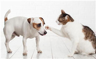 养猫好还是养小型犬好