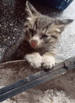 小猫咪守着炉子取暖,弄得灰头土脸,眉毛都快烤焦了 小猫咪守着炉子取暖,弄得灰头土脸,眉毛都快烤焦了