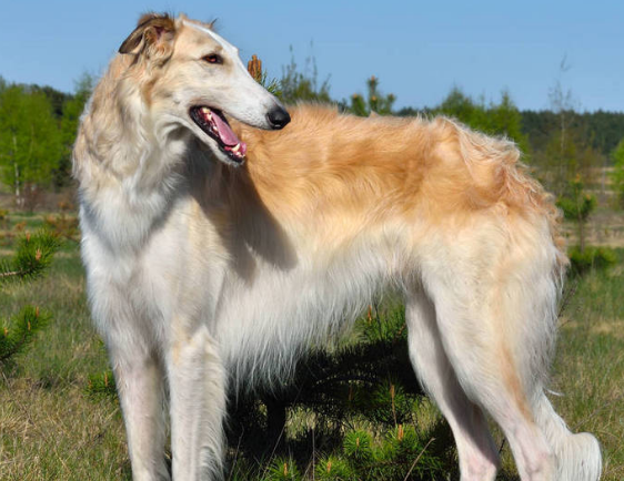 苏俄猎狼犬好养吗?该怎么去养它?