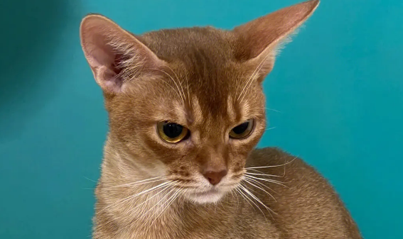 阿比西尼亚猫性格怎么样？是理想伴侣