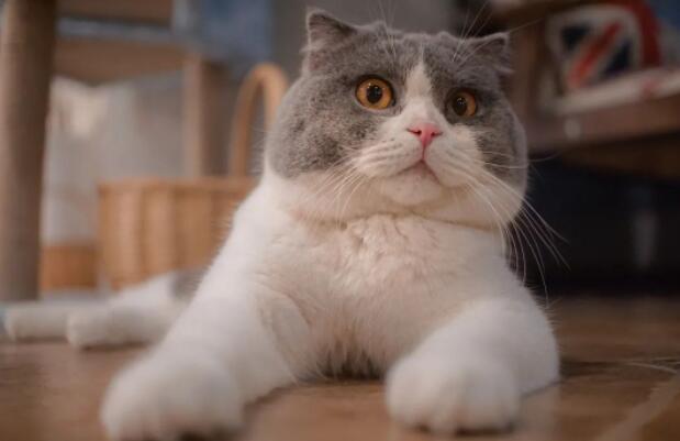 养猫的好处