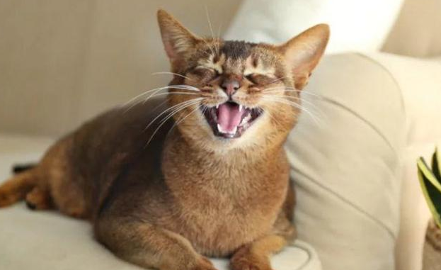 猫咪那个后为什么会叫
