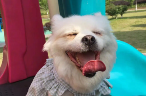 比较爱笑的动物是什么