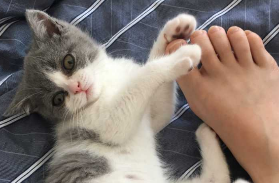 猫为什么喜欢啃脚丫子 猫为什么喜欢啃脚丫子