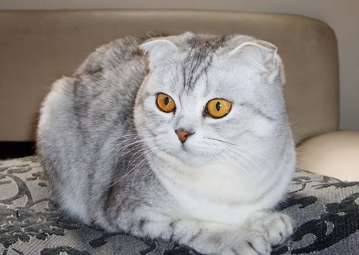 猫咪多大不会再长了