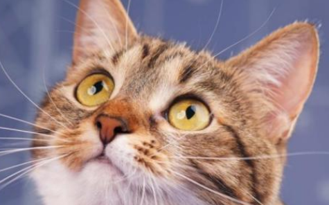 猫咪胡子为什么是软的 猫咪胡子为什么是软的