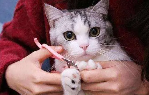 猫咪的指甲为什么断了呢 猫咪的指甲为什么断了呢