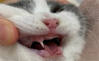 猫咪换牙为什么没胃口了怎么回事