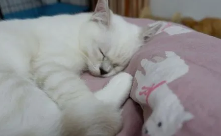 猫咪冬天为什么老睡觉呢