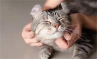 猫咪会传染病给人吗