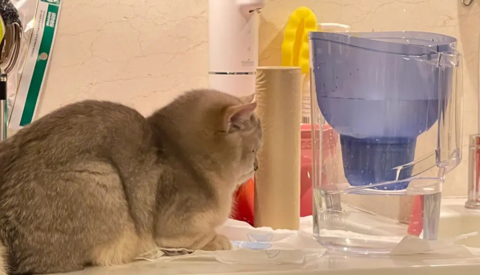 猫咪抢水壶是什么原因