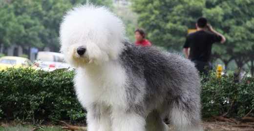英国古代牧羊犬怎么护理?参考这些即可 英国古代牧羊犬怎么护理?参考这些即可