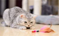 新手养猫入门必备攻略