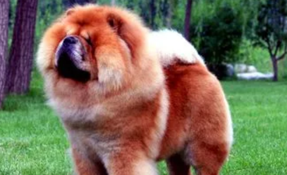 松狮犬的缺点是什么?包括这几点 松狮犬的缺点是什么?包括这几点