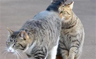 猫咪为什么需要配种呢