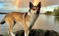 挪威伦德猎犬拉稀怎么办?来这里看看吧