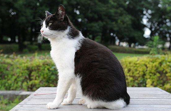 日本短尾猫牙结石怎么治疗？不妨来看看吧