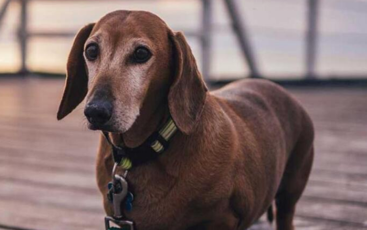 腊肠犬怎么看纯不纯？这一点很重要。