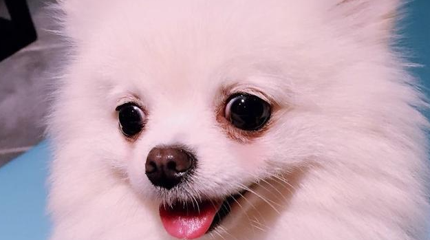 博美的泪痕到底怎么才能去除